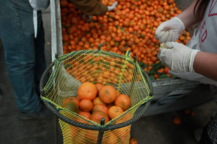 Red de Alimentos triplica el rescate de frutas y hortalizas destinadas a la población más vulnerable en Chile
