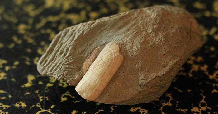 Descubren fósil de molusco primitivo que vivió en las costas de Chile hace 20 millones de años