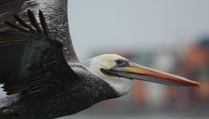El riesgo del pelicano por el cambio climático: se refugiaría en el sur de Chile y disminuye su área de reproducción
