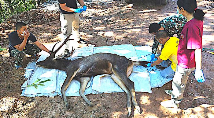 Tailandia: hallan cadáver de ciervo con siete kilos de plástico en su estómago