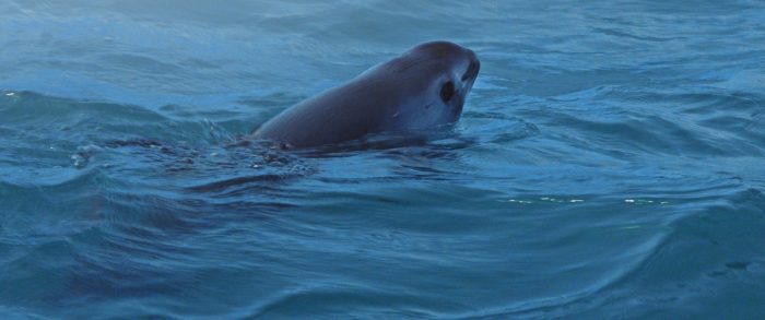 Vaquita marina: la casi extinta especie acuática (y cómo los “carteles del mar” incidieron en ello)