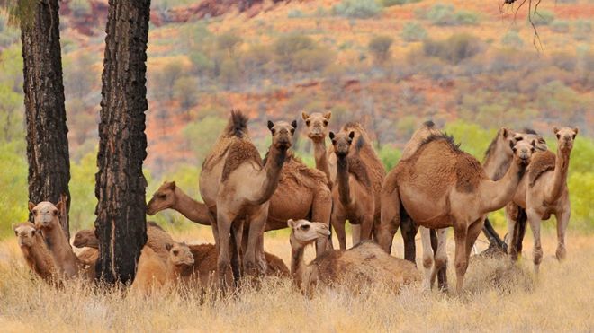 Por qué en Australia están sacrificando a miles de camellos y dromedarios disparándoles desde helicópteros