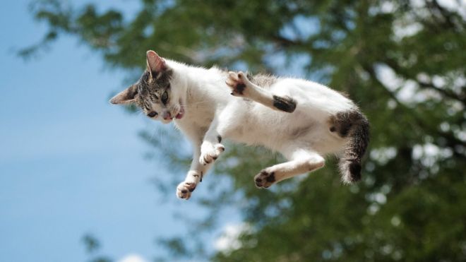 El inacabable misterio físico de por qué los gatos siempre caen de pie