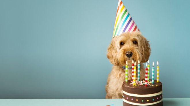 Cómo calcular la «edad humana» de tu perro (y por qué la regla de los 7 años no funciona)