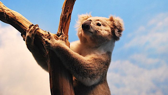 Tras masivos incendios en Australia miles de personas piden trasladar koalas a Nueva Zelanda