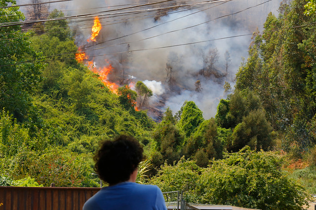 Incendios forestales: Onemi mantiene alerta roja en Chiguayante y la extiende a Hualqui, Santa Juana y Curanilahue