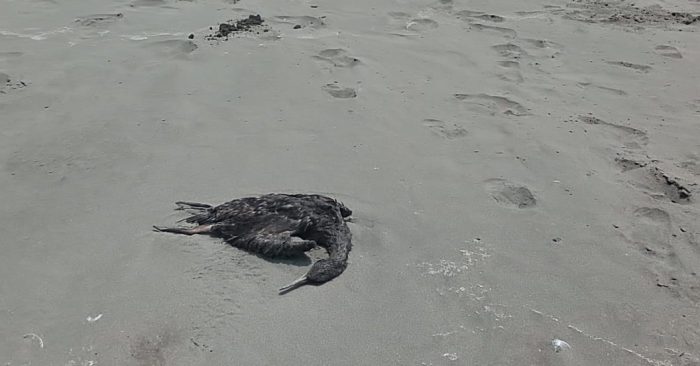 Greenpeace y animales muertos en Concón: “Es posible que sea consecuencia de los efectos contaminantes de esta zona de sacrificio»