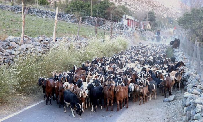 Por graves sequías transportan ganado de Limarí hacia la región de Ñuble