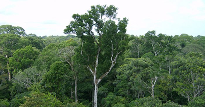 Los árboles de la Amazonía son «cápsulas del tiempo», según un nuevo estudio