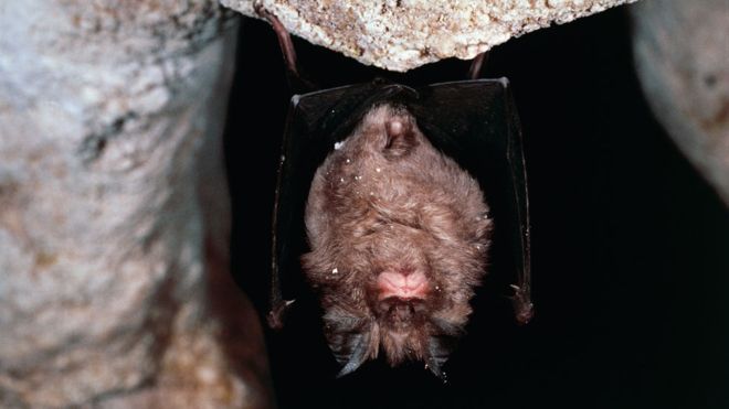 Coronavirus: por qué los murciélagos, probable fuente de la neumonía de Wuhan, transmiten tantos virus