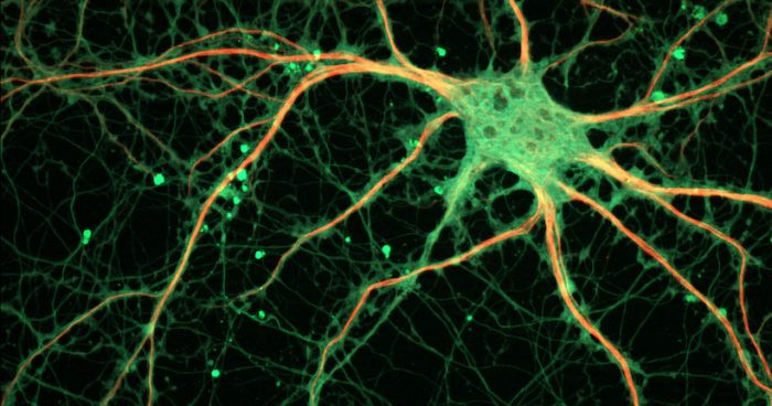 Neurociencias: regenerar neuronas en personas adultas, ¿es eso posible?