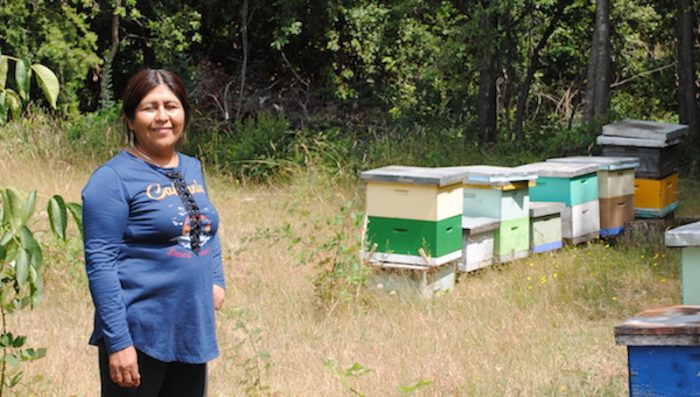 Buscan rescatar y conservar el patrimonio cultural de la apicultura pewenche