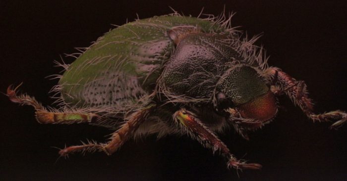 Exhibición fotográfica dedicada a insectos “Una mirada diferente” en Museo de Historia Natural de Valparaíso