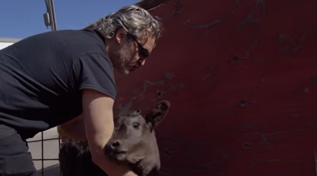 Se difunde video del rescate de una vaca y un ternero en California realizado por Joaquin Phoenix