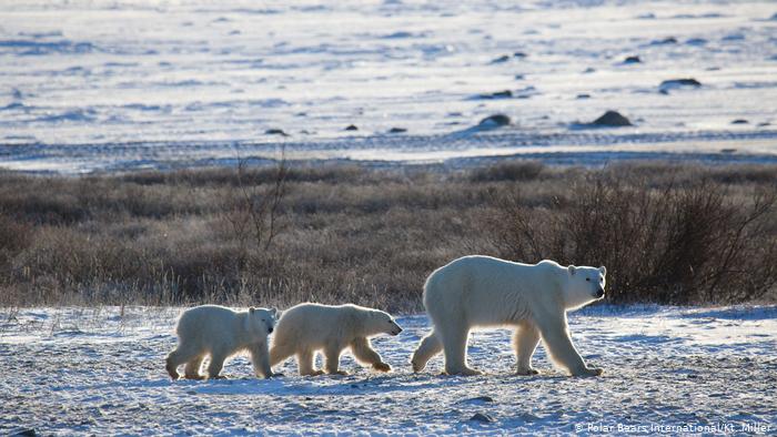 Las peripecias del oso polar para sobrevivir al cambio climático