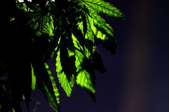 PDI decomisa casi 2 mil plantas de marihuana desde terreno en Linares perteneciente al Ejército