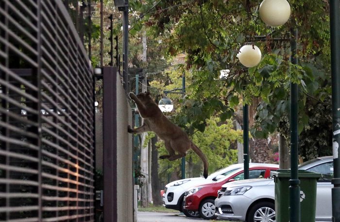 Sorprenden a puma deambulando por las calles de Providencia y Ñuñoa
