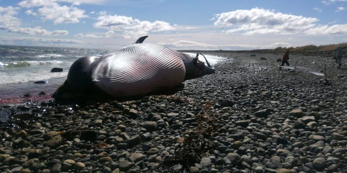 «Se confundió un rastreador satelital con un arpón»: Sernapesca descarta versiones sobre muerte de ballena varada en Magallanes