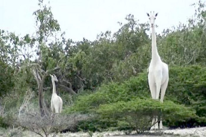 Cazadores matan a dos de las tres jirafas blancas del mundo