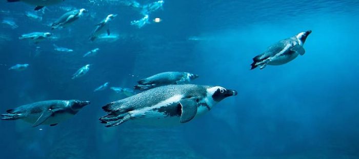 Doctor en acústica advierte urgencia de medir ruido subacuático para proteger fauna marina