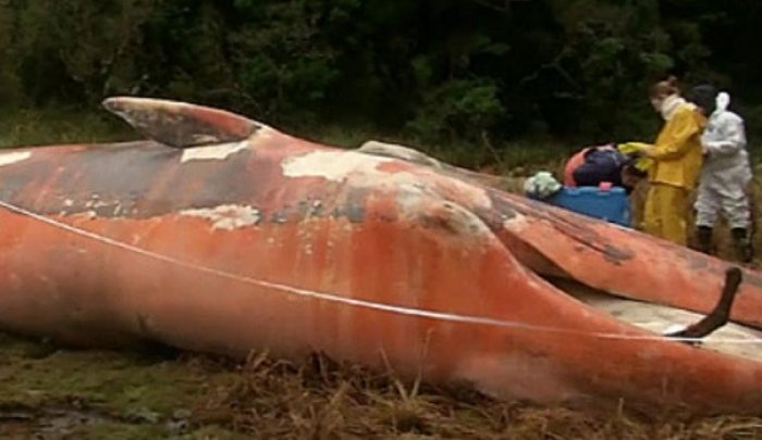 Yaktal, el documental que viajó al sur de Chile donde encontraron más de 300 ballenas muertas