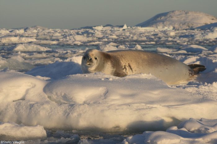 Krill en problemas: se desplazará hacia zonas oceánicas y el sur de la Antártica por cambio climático