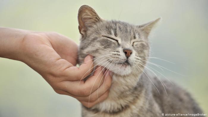 ¿Puede un gato contagiar coronavirus y qué pasa con otras mascotas?