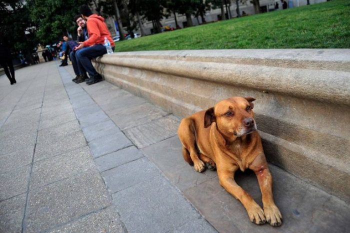 #NecesitanComer: la campaña de recolección de alimentos para ayudar a refugios de animales durante cuarentena