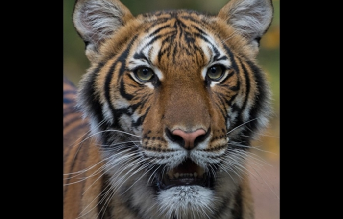 Cuatro tigres y tres leones dan positivo por covid-19 en zoológico neoyorquino