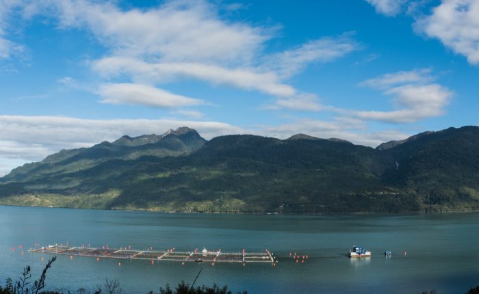 Oceana advierte que resolución que impide la entrega de nuevas concesiones salmoneras en Aysén no frenará el crecimiento de la industria