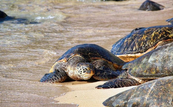 Beneficios de cuarentena: tortugas marinas anidan tranquilamente en playas vacías