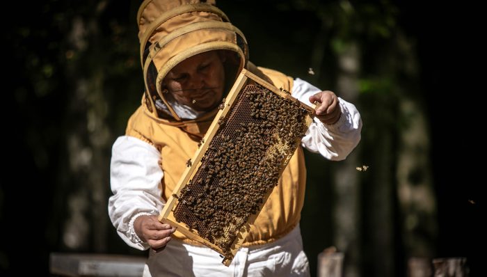 Apicultores de Callaqui impulsan el rescate tradicional en la cosecha de miel
