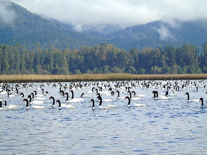 Cifra record: contabilizan más de 21 mil cisnes de cuello negro en santuario de la naturaleza ubicado en Los Ríos