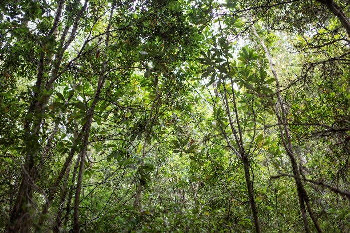 Bosques de Chiloé están entre los que más CO2 captan por hectárea en el mundo según estudio