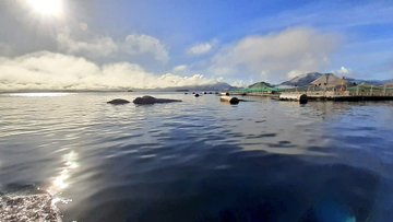 Sernapesca denunció el hallazgo de ballena muerta en centro de cultivo de la Región de Aysén