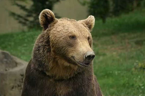 Avistan a oso pardo en el noroeste de España: es el primero que se ve en la zona en 150 años
