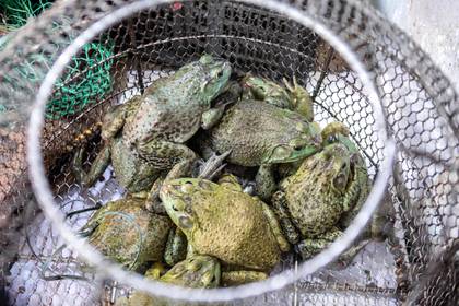 China busca erradicar el tráfico de animales salvajes tras Covid-19