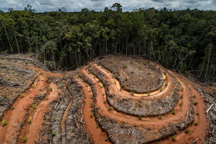 Deforestación, COVID19 y futuras pandemias