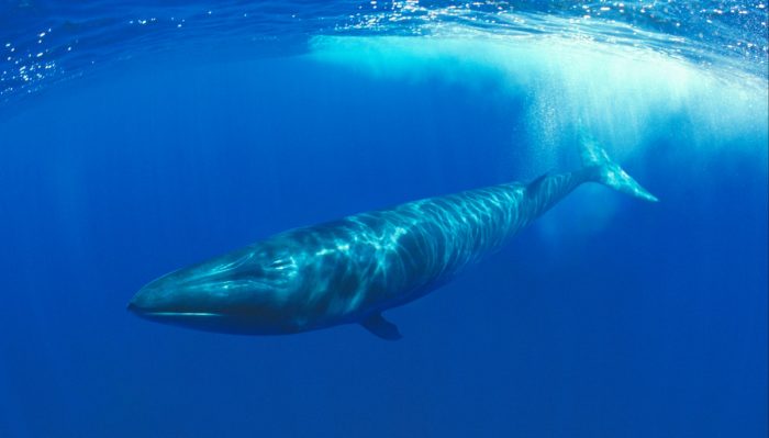 Llaman a reforzar medidas de seguridad y reporte de impactos de salmoneras sobre mamíferos marinos