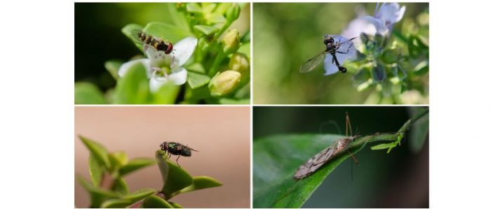 El lado invisible de la biodiversidad: las moscas florícolas de Chile