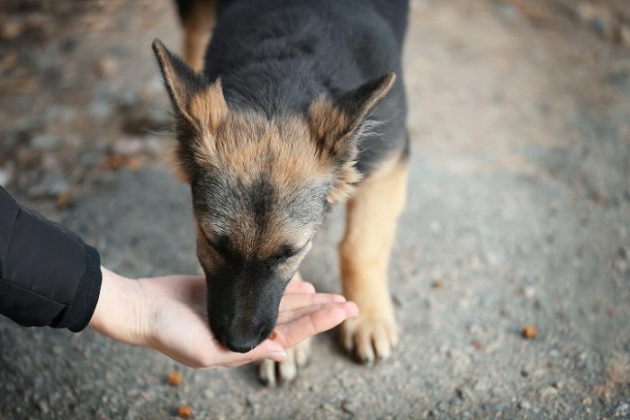 Campaña invita a compartir fotos de mascotas para ayudar con alimento a refugios de animales