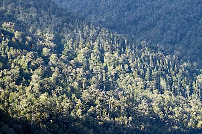 El rol de los bosques para una reactivación sostenible