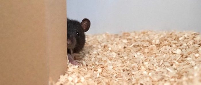 Neurociencias: las ratas demuestran divertirse jugando a las escondidas