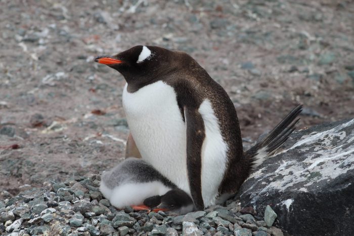 Descubren cuatro especies de pingüinos papúa