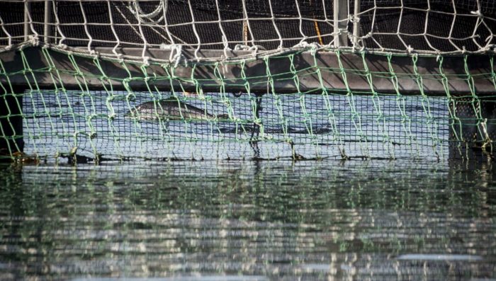 Greenpeace denuncia: «A una semana del mayor escape de salmones de la década Sernapesca encuentra menos del 1%»