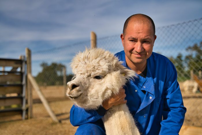 Investigadores chilenos que descubrieron en alpacas anticuerpo contra SARS-CoV-2 demuestran que puede neutralizar variantes sudafricana, británica y brasileña