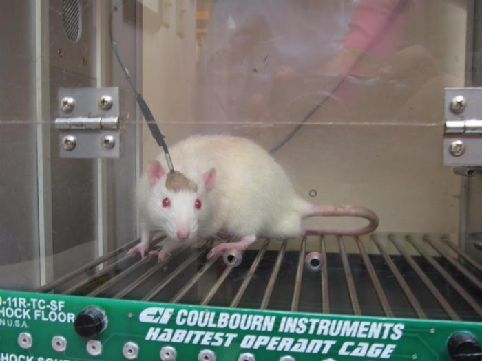 Por qué los ratones, cerdos o macacos son imprescindibles para investigar y superar el Covid-19
