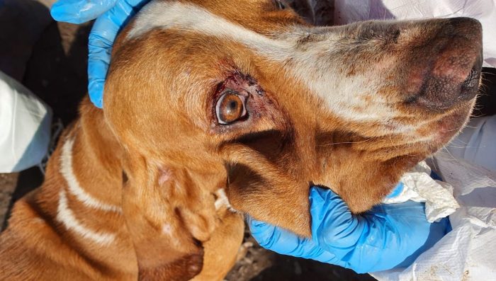 Solicitan fortalecer Ley de Tenencia Responsable de Mascotas tras caso de maltrato animal en Isla de Maipo