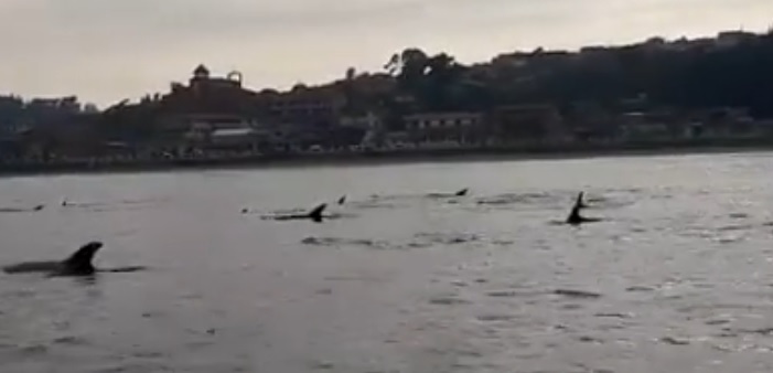 Delfines se asomaron por las costas de Quintero y pescadores se encargaron de registrar el momento