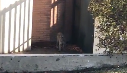 Vecinos de Lo Barnechea registran nuevo avistamiento de puma en zona residencial